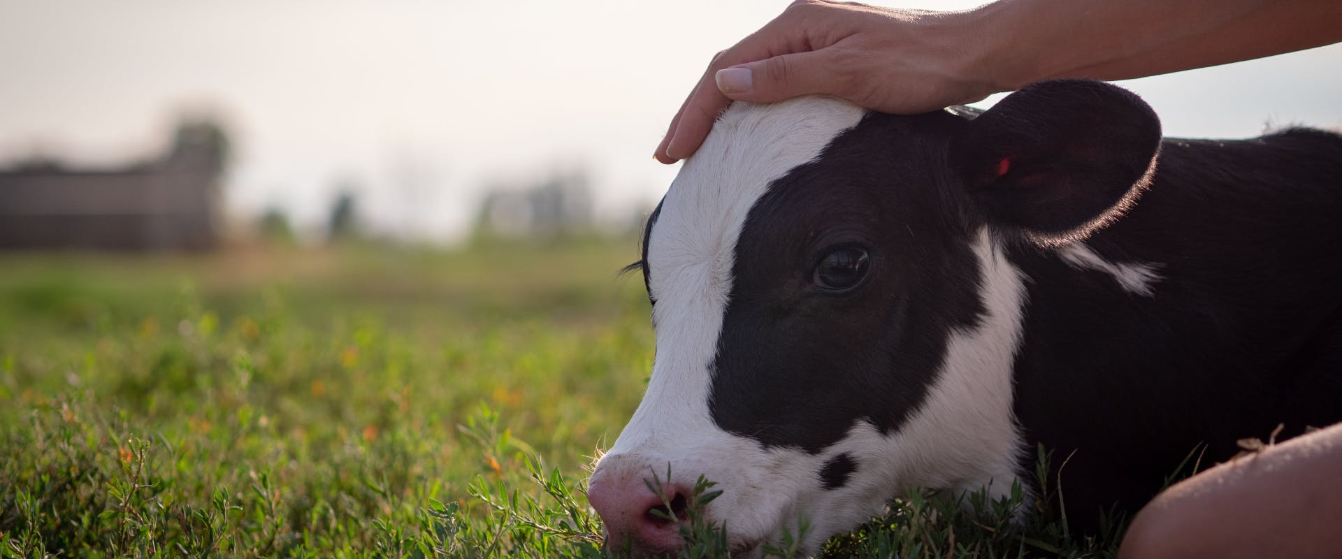 a young black and white calf lying in a farmyard field whilst being pet by a human