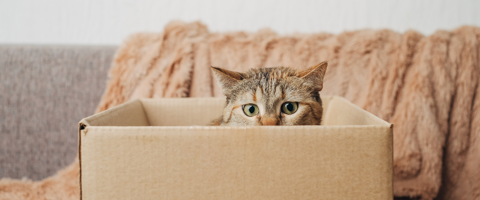 Why Do Cats Like Boxes? | TrustedHousesitters.com