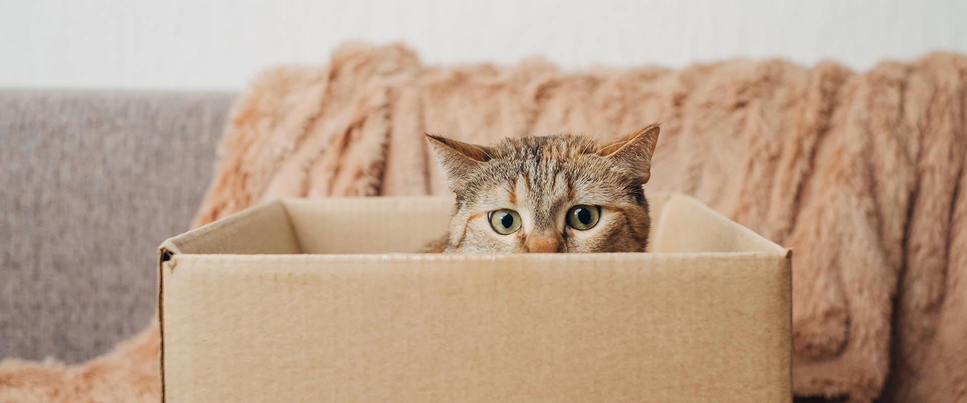 A funny cat peering out from a cardboard box