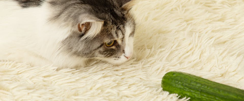 A cat crouched down, looking suspicious at a cucumber
