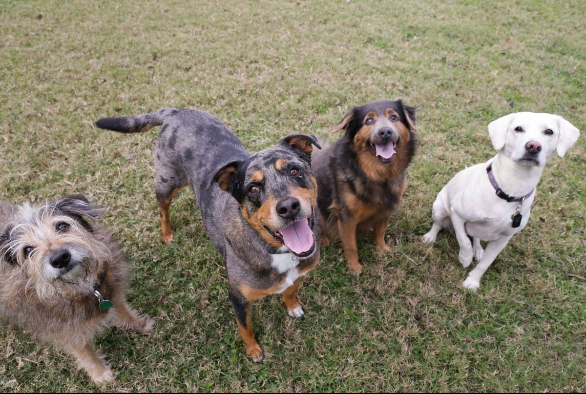 4 dogs posing for camera on grass