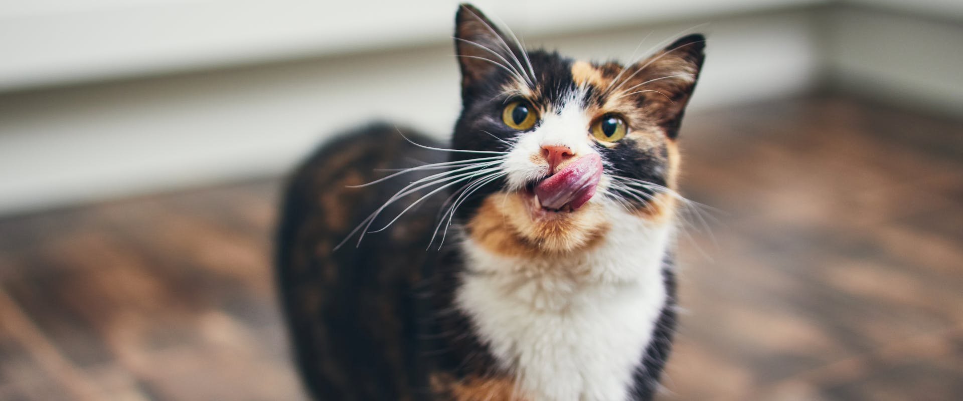 a calico cat with yellow eyes licking its lips