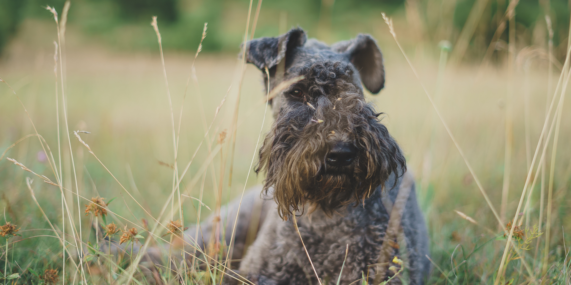 90 + Blue Dog Names for Blue and Merle Breeds | TrustedHousesitters.com