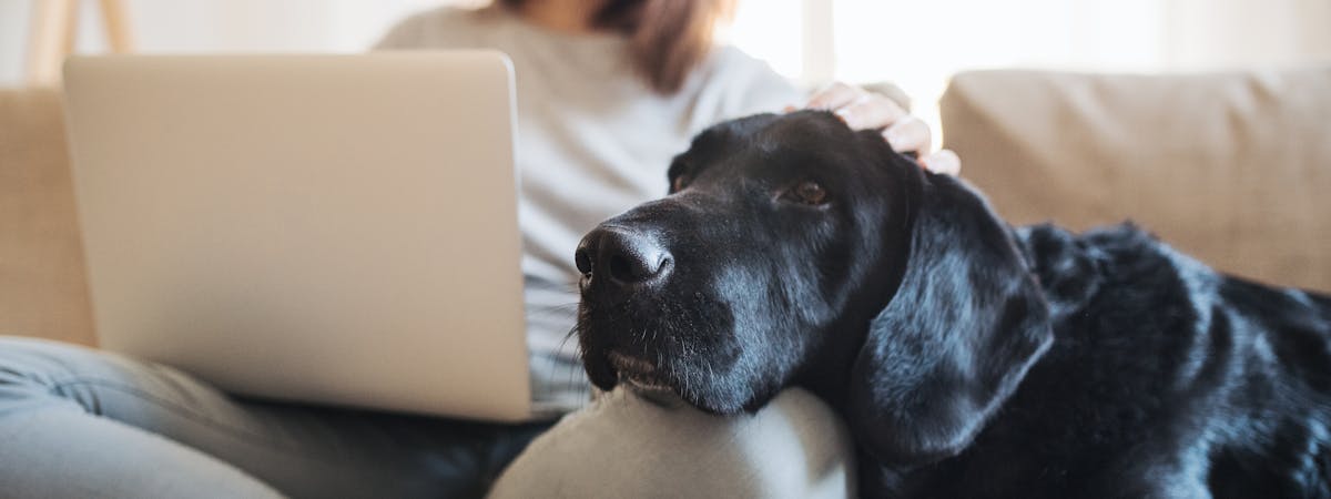 Woman on a laptop with a black Labrador resting on her lap