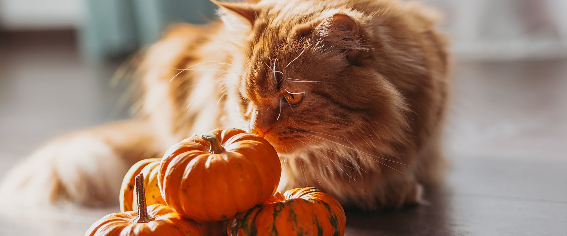 A fluffy ginger cat sniffing at a pile of small orange pumpkins