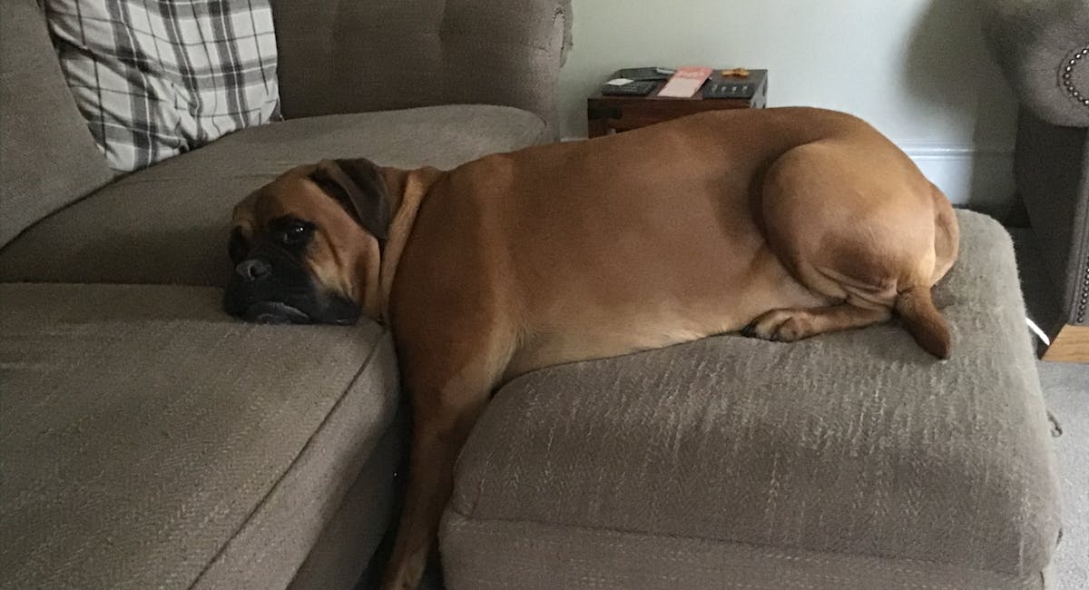 A dog laying with its body across a footstool and its head resting on the sofa cushion