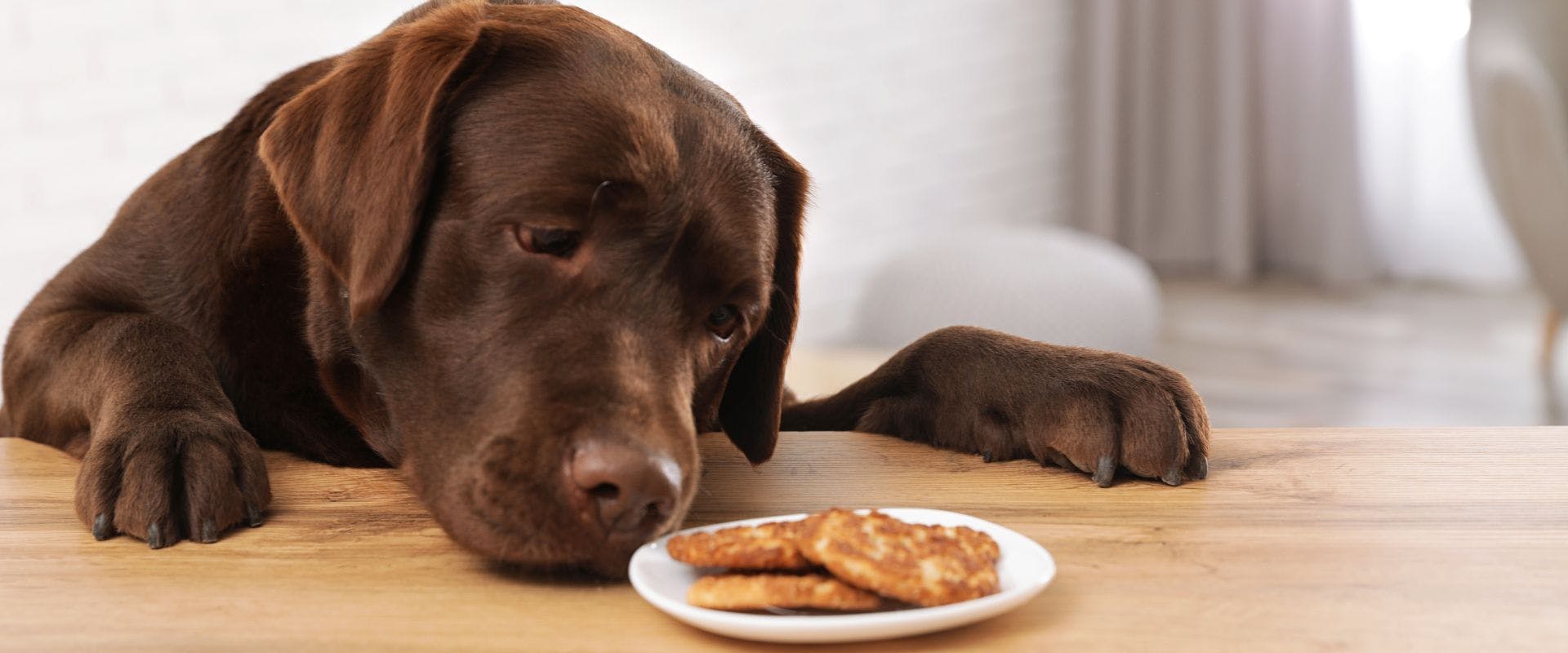 Brown Labrador sniffing cookies on the table