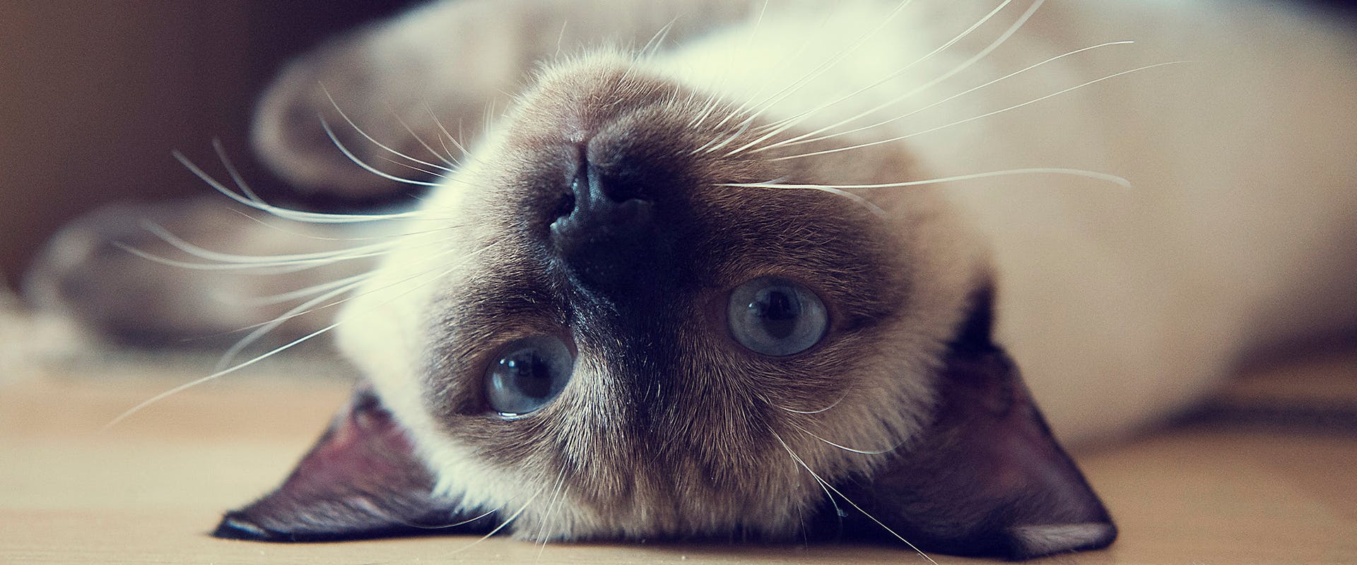 A Siamese cat laying on its back