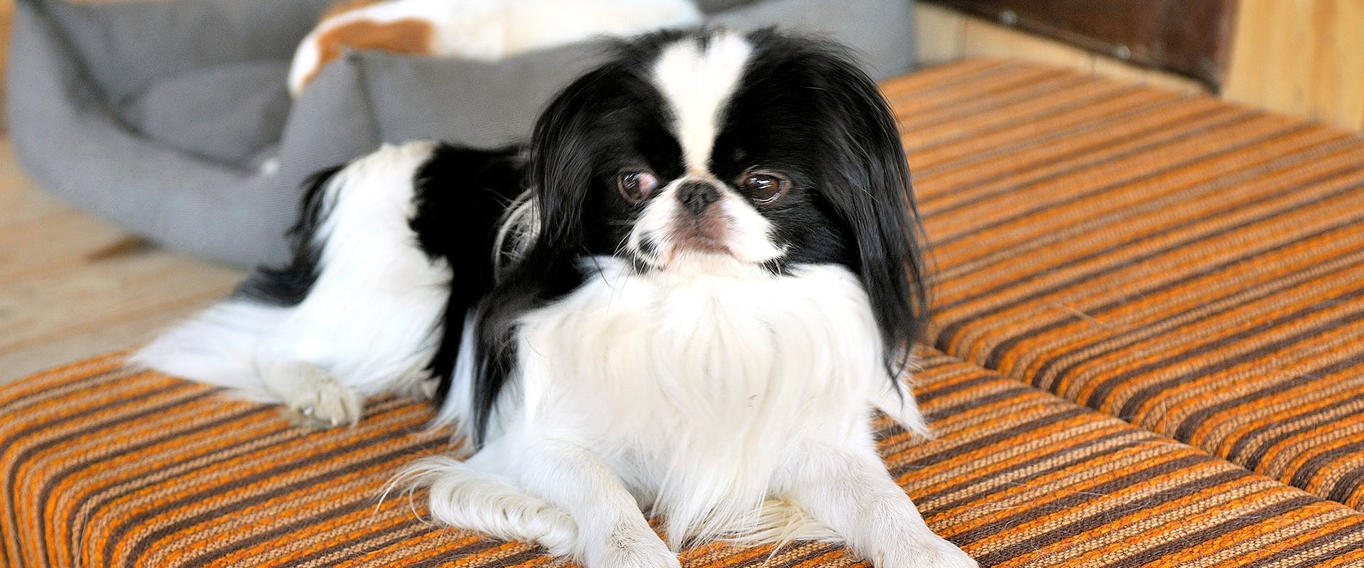 A Japanese Chin sitting on a sofa bed