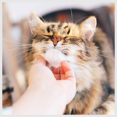A happy tabby cat being stroked under the chin.