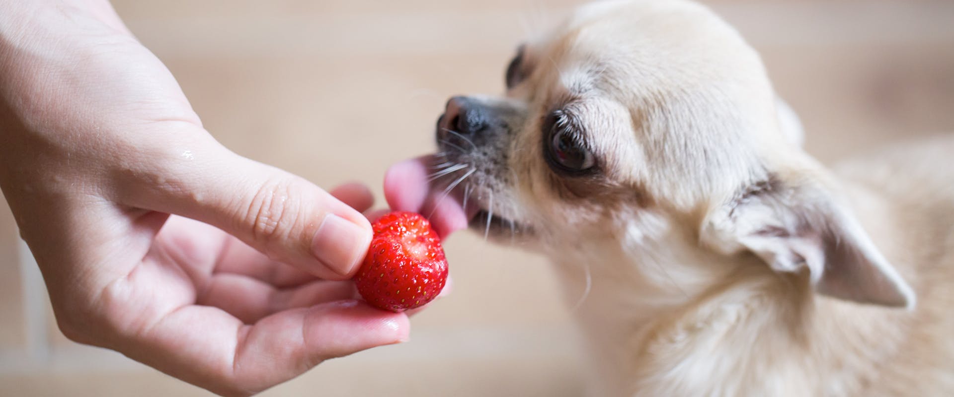 Are Dogs Allowed To Have Strawberries are-dogs-allowed-to-have-strawberries