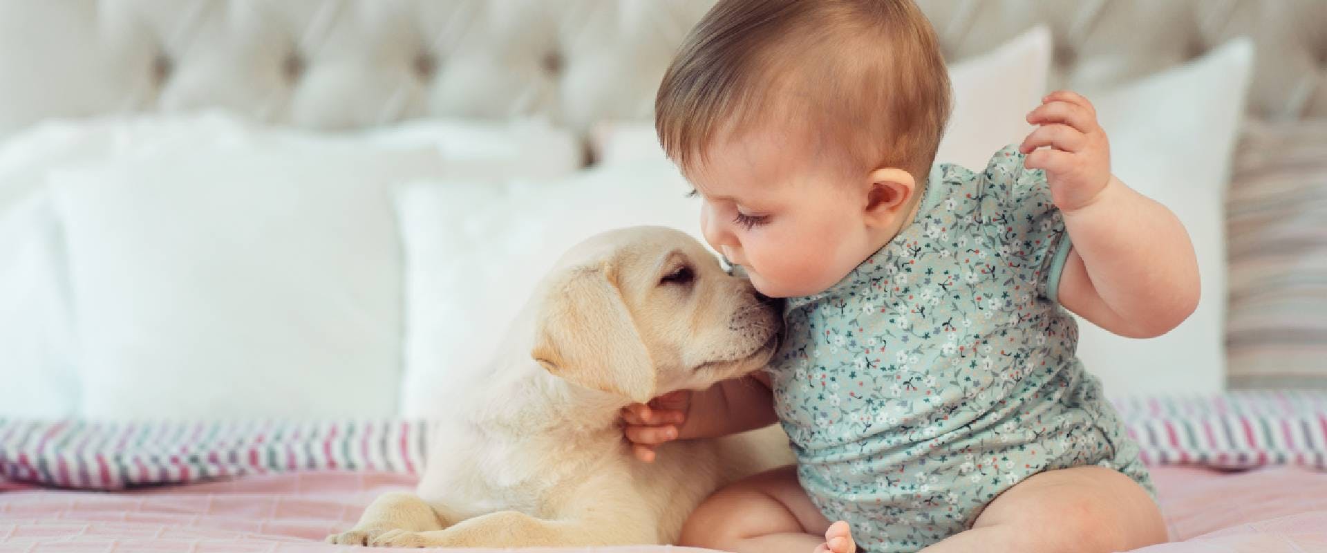 Baby with a puppy Retriever on a bed