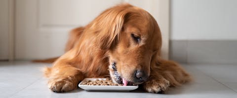 A Golden Retriever eating a plate of natural and organic dog food