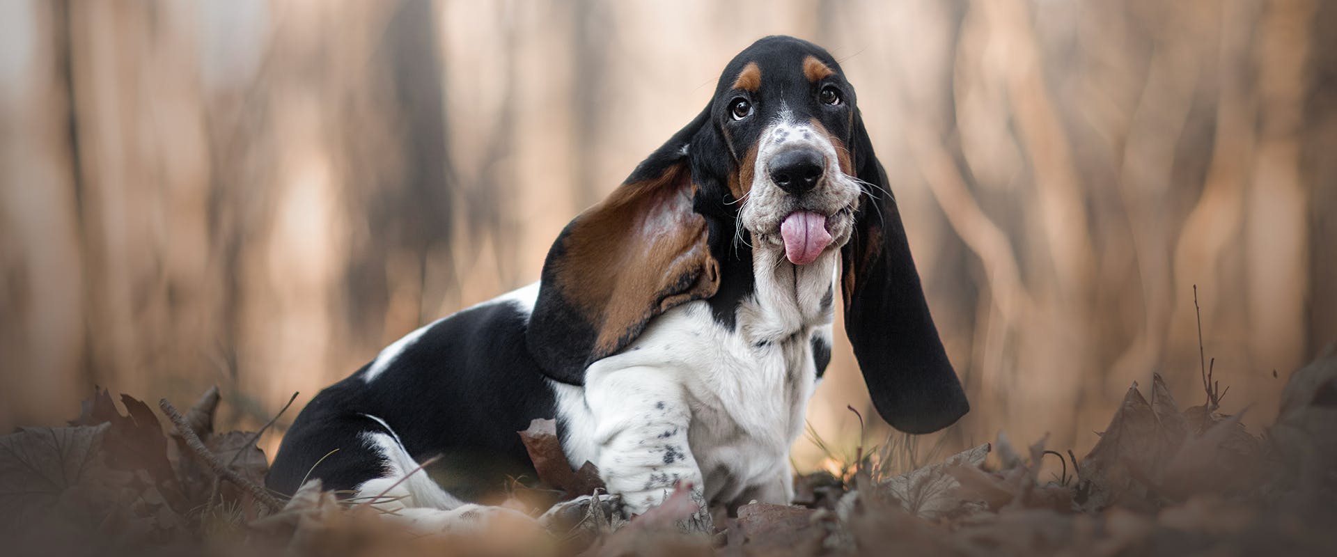 A cute Basset Hound puppy in the woods