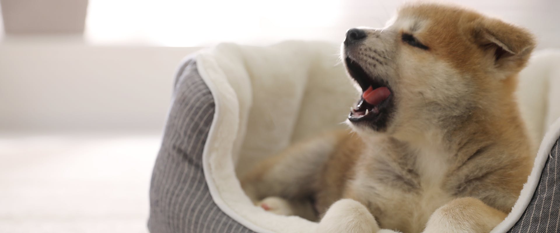 A Japanese Akita puppy yawning, sitting in a cozy dog bed