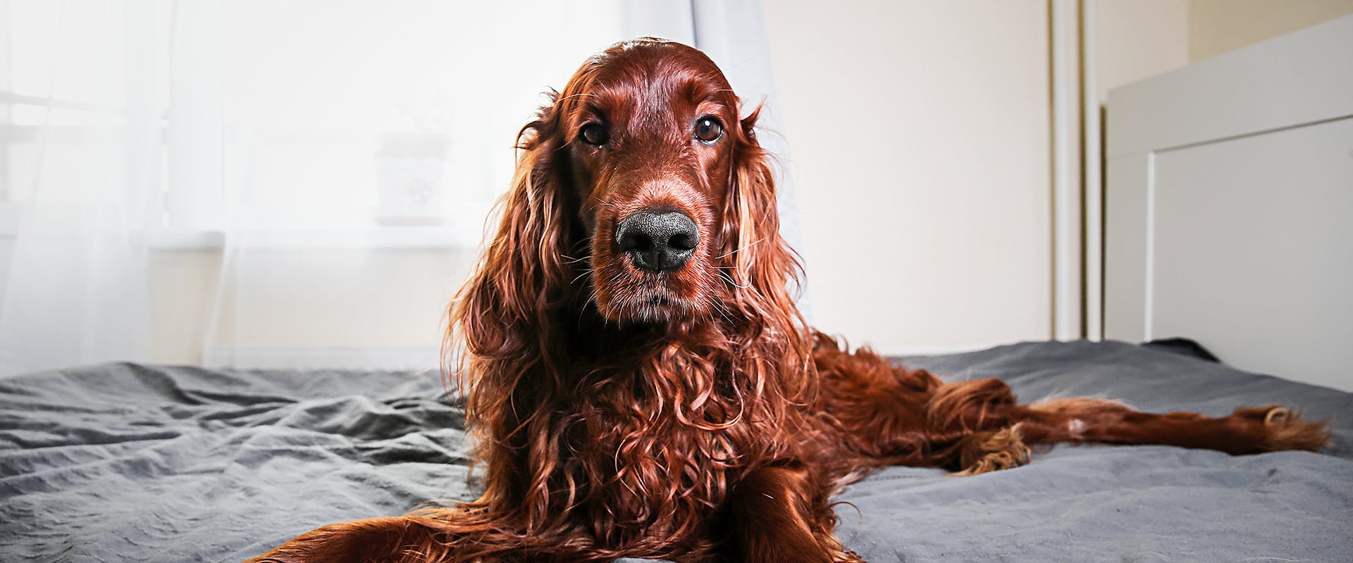 An Irish Setter dog with floppy ears sitting on an unmade bed