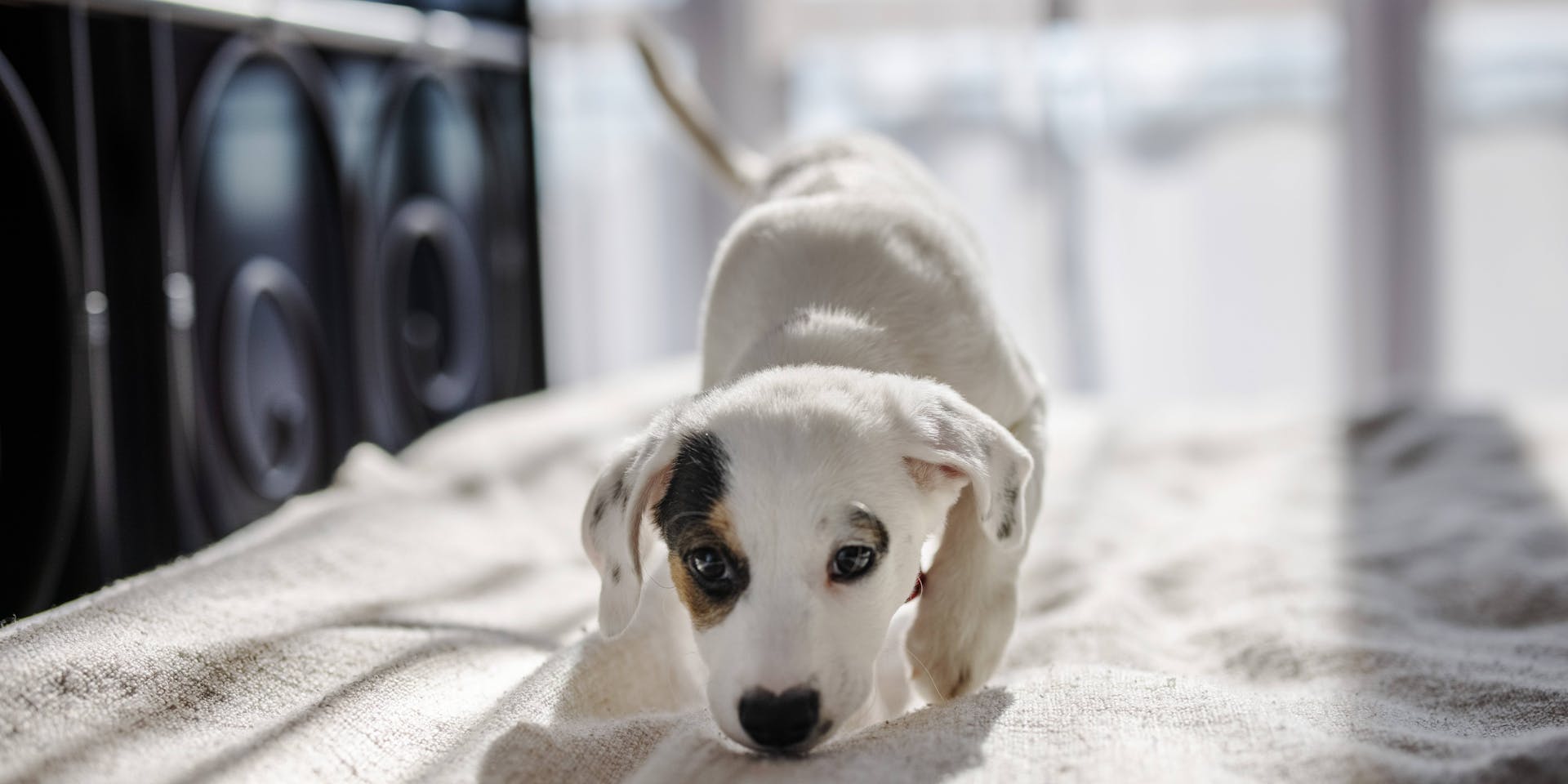 A white dog puppy on a bed.