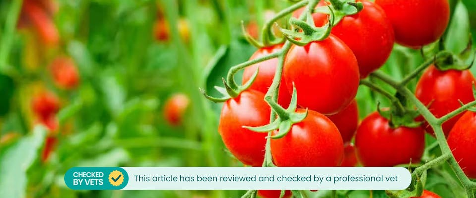 Are Tomato Plants Toxic to Dogs? | TrustedHousesitters.com