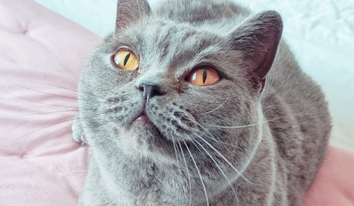 A British Blue cat staring up at the camera