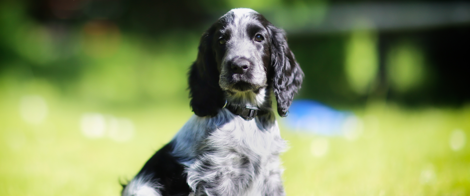 Dog Names that Start with J to get you Jumping for joy