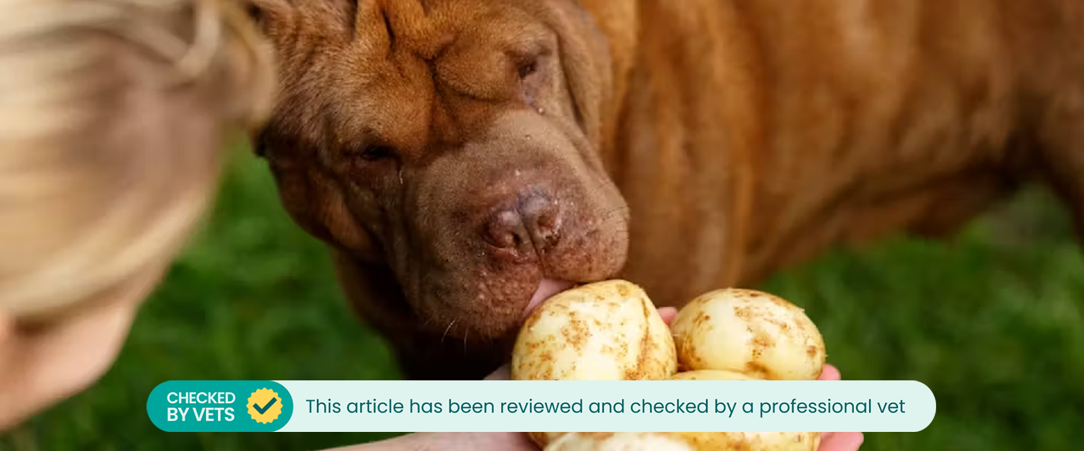 Dog Eats Raw Potatoes Bad For Dogs Dog Ate Raw Potatoes Shop