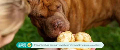 Dog sniffing raw potatoes