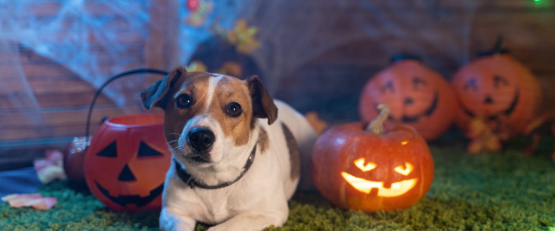 A dog surrounded by pumpkins and Halloween decorations