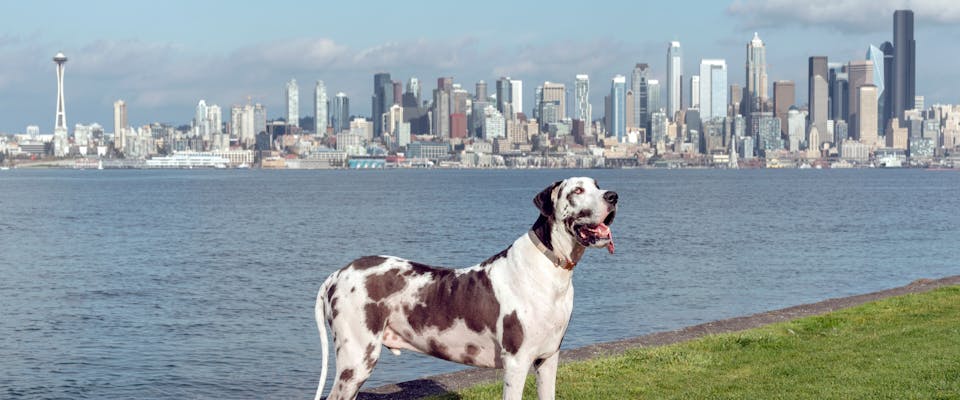 a great dane standing on a patch of grass with the Seattle skyline in the background
