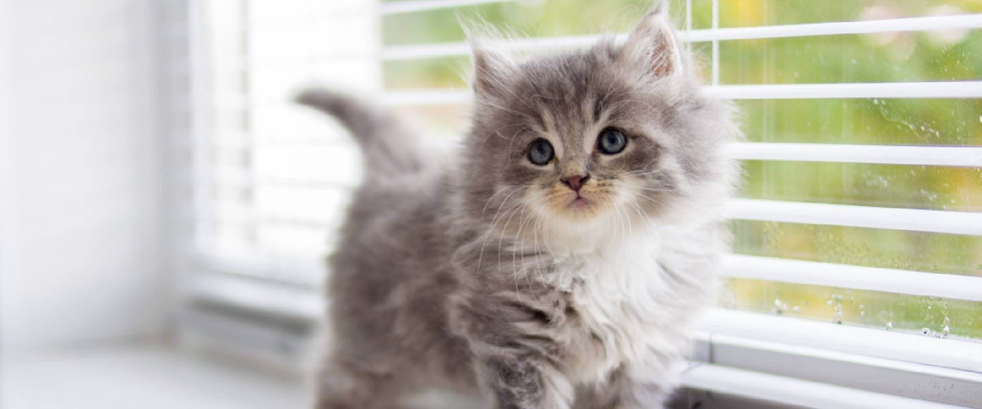 Persian kitten standing on a windowsill