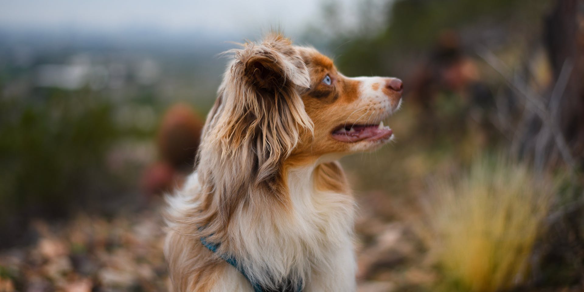 Blue eyed dog with a ginger coat outside in nature