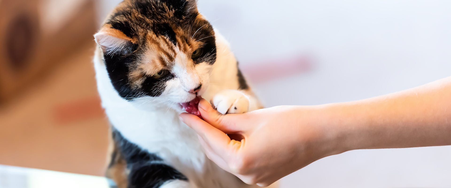 A cat receiving a treat from its owner's hand