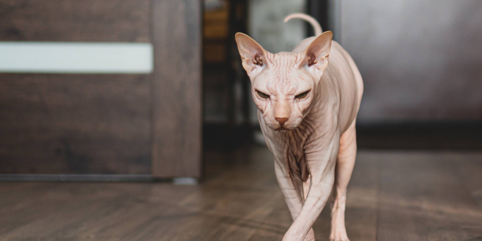 A hairless cat walking across a wooden floor.