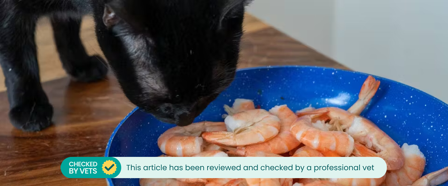 Black cat smelling shrimp