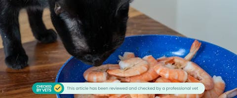 Black cat smelling shrimp