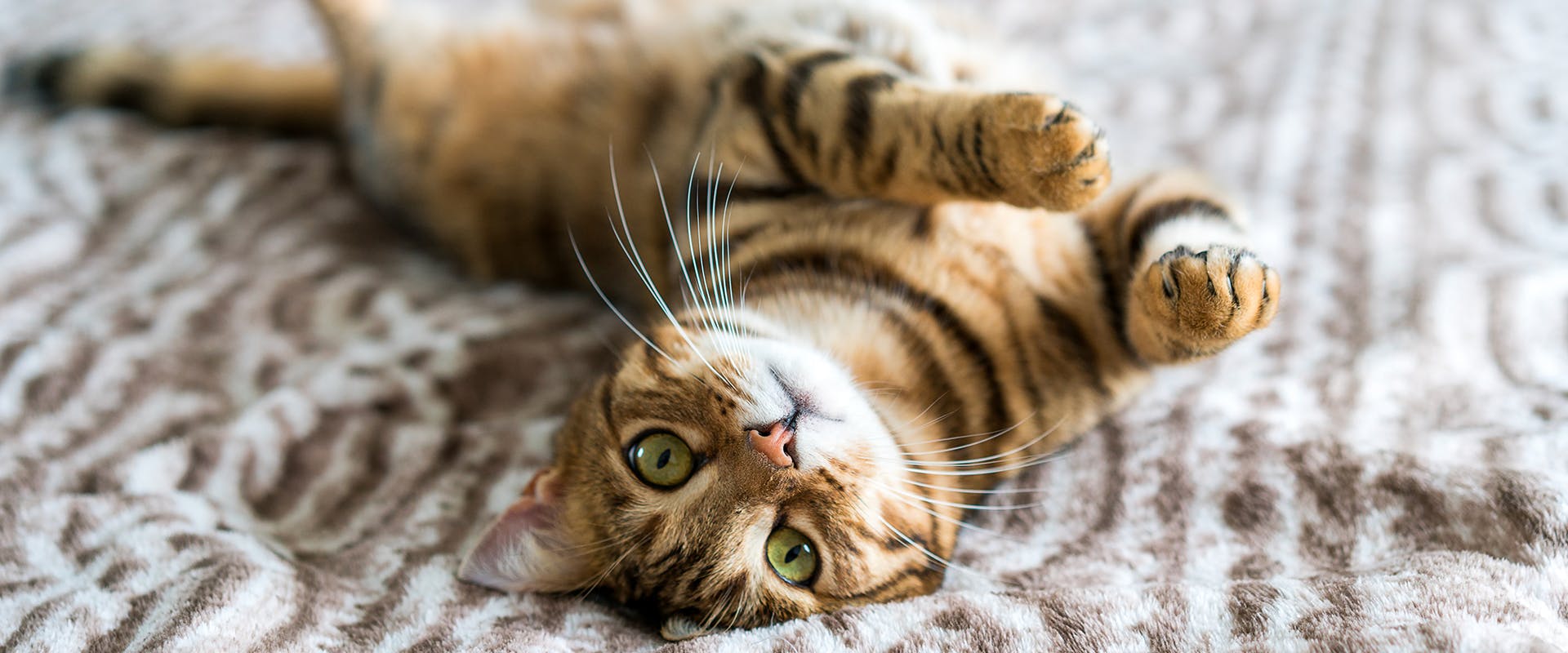 A Bengal, one of the largest domestic cat breeds, laying out on a blanket. 