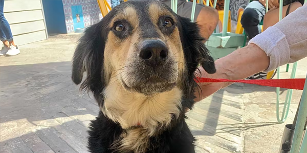 RememberMeThursday Rescue Stories