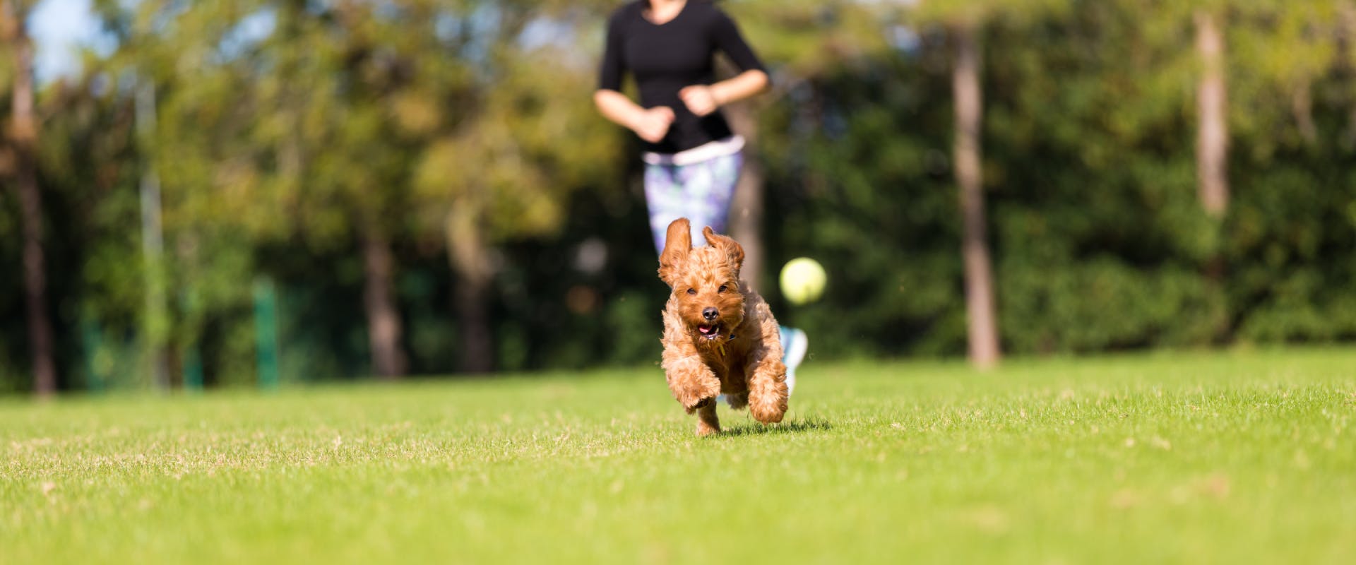 A dog chases a ball in a dog park. 