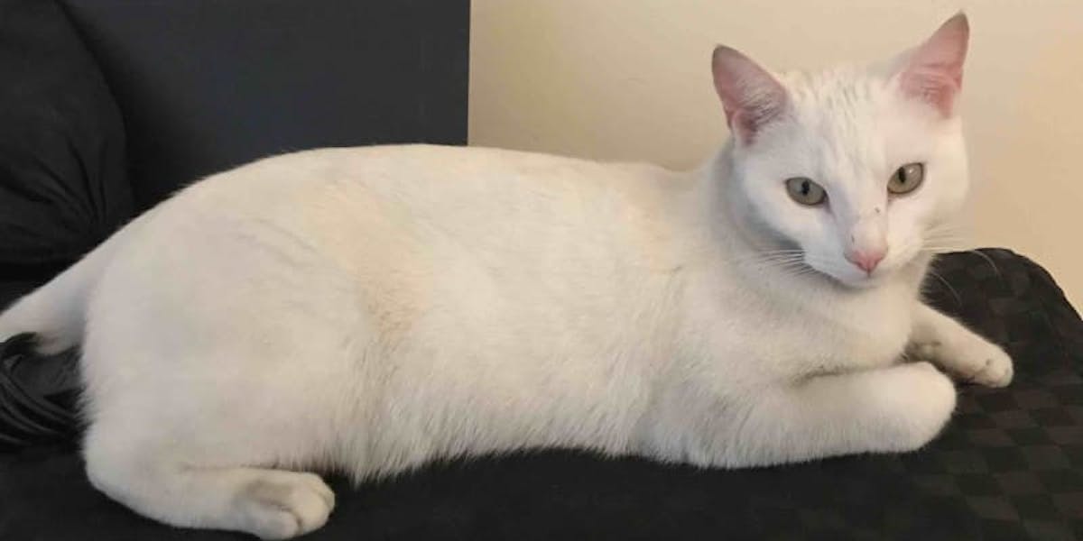 A white cat