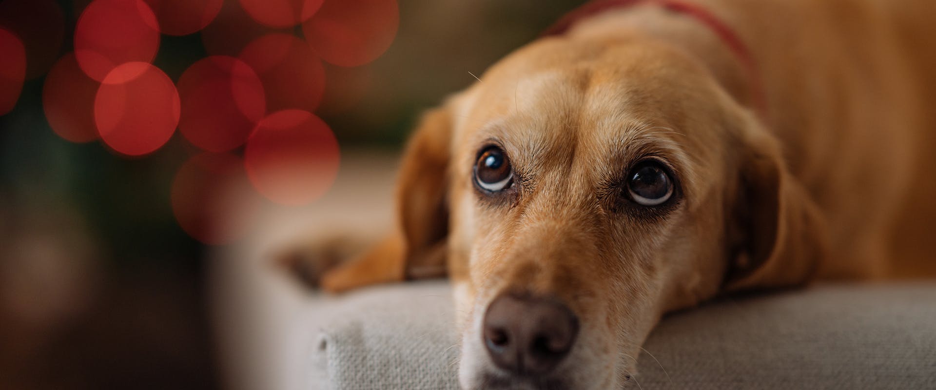 A large dog wearing a Christmas dog collar