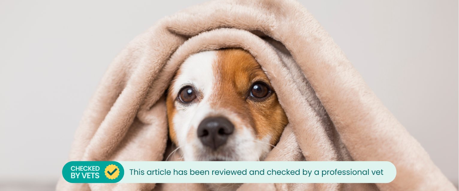 Cold Symptoms In Dogs – How to Spot and Treat Dog Colds, Flu and Kennel ...