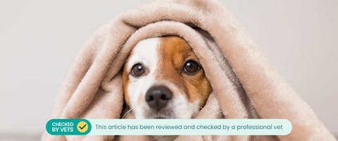 How Do You Know If Your Dog Has a Cold? Discover the Telltale Signs