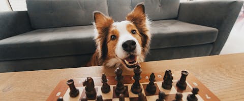 A Border Collie dog sitting across a table, a chess set in front of it