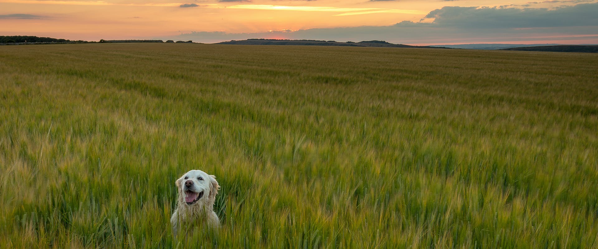 A dog standing in a field
