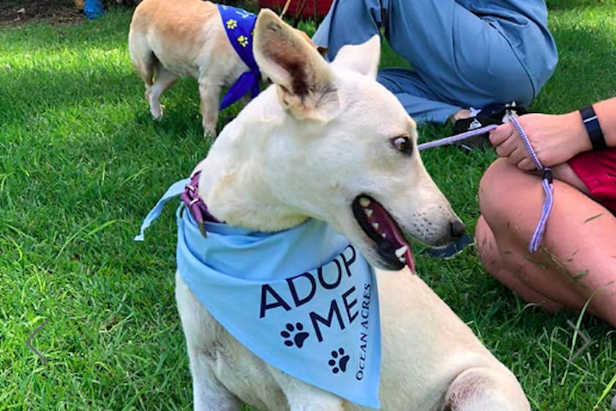 A white dog wearing a blue bandana with the words 'adopt me' written on it