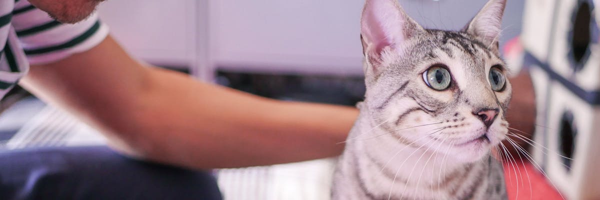 A tabby cat being stroked by its owner