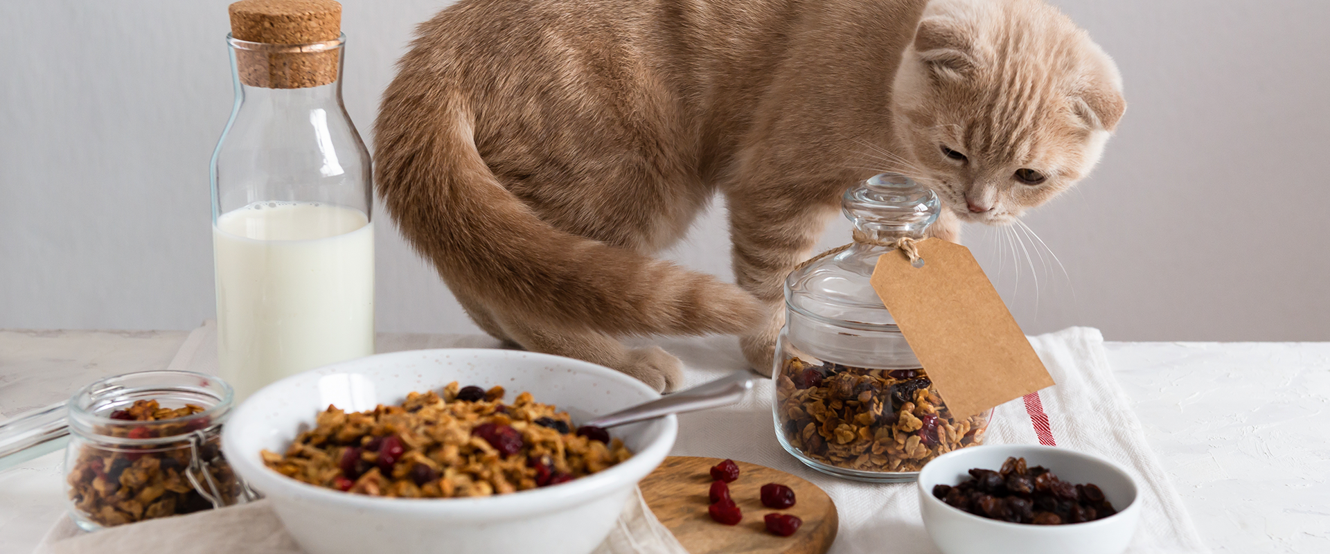 are raisins bad for cats to eat