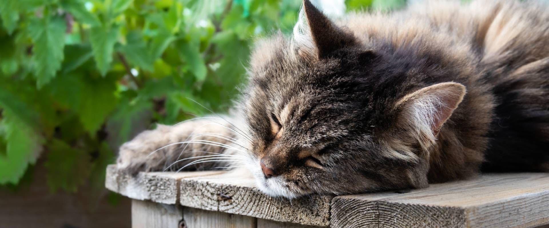 Cat sleeping on a bench in a catio