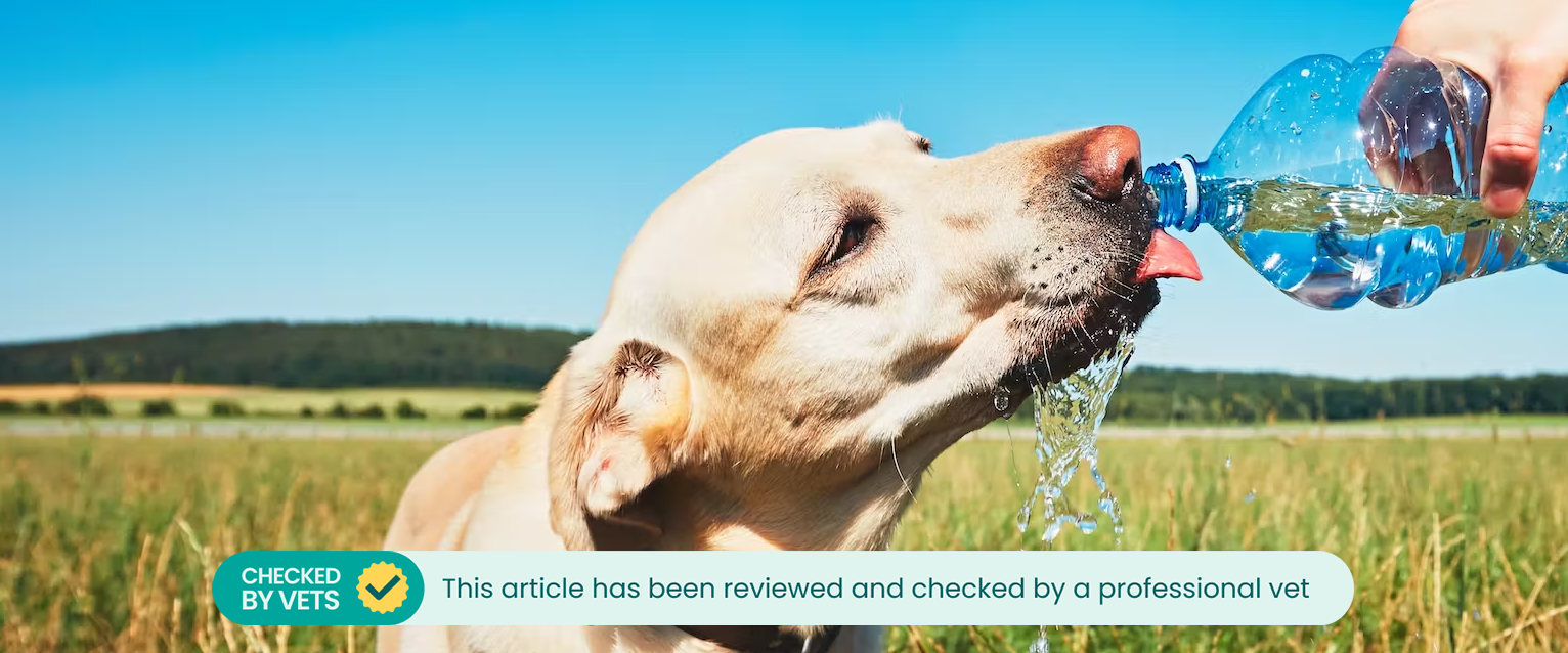 A dog drinking from a plastic water bottle