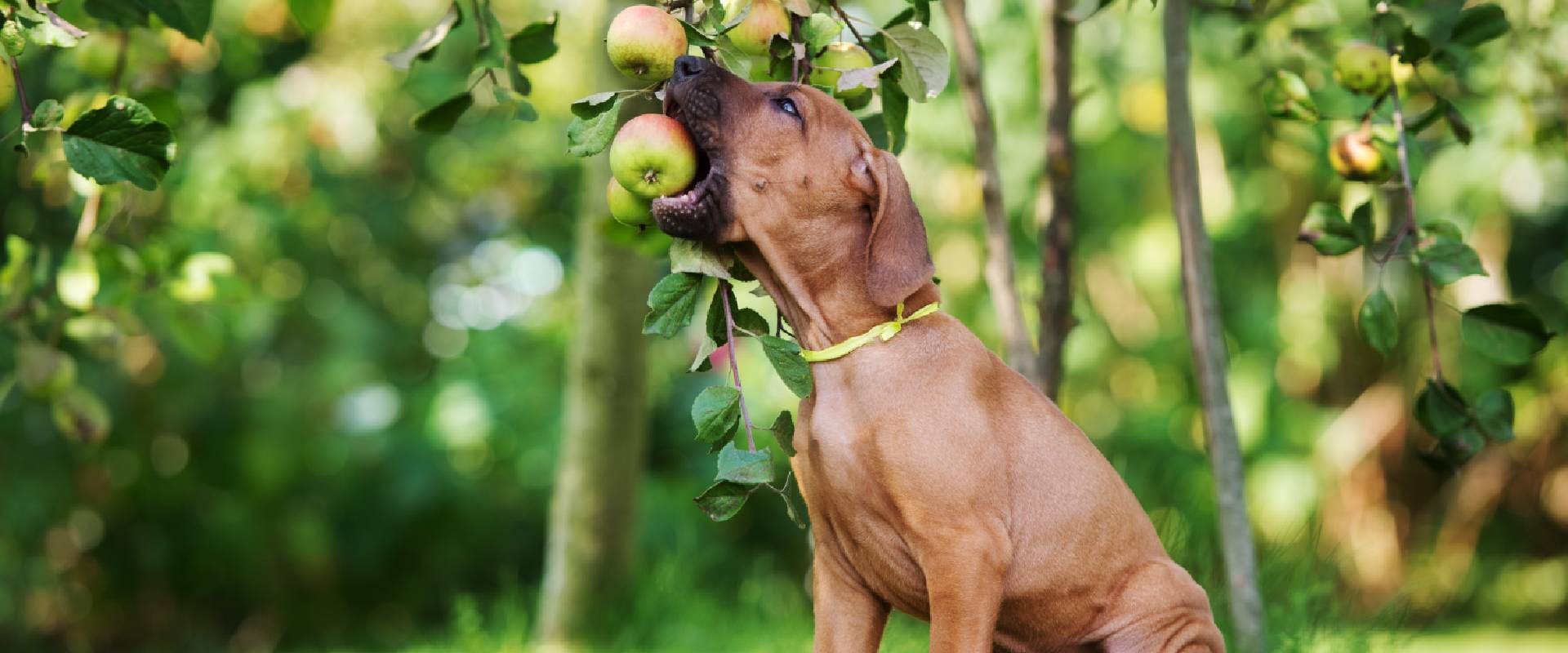Puppy eating an apple from a tree