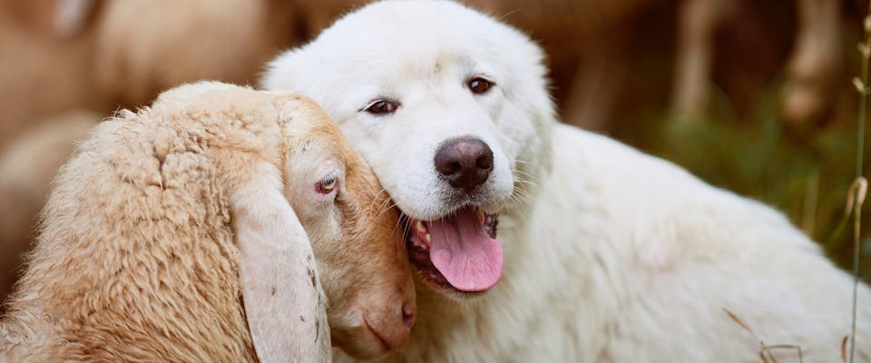 a large white livestock guardian dog stroking its head against a sheep's head